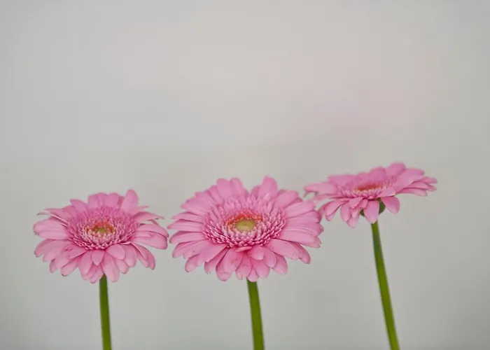 Privé villa: Cour 8 Lofts